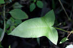 Halberdleaf tearthumb